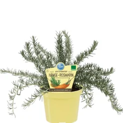 Bio-Hängerosmarin 12 cm Topf