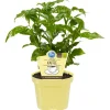 Bio-Kaffee 12 cm Topf