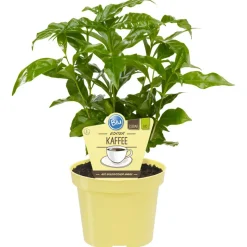 Bio-Kaffee 12 cm Topf