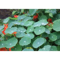 Bio-Kapuzinerkresse 12 cm Topf