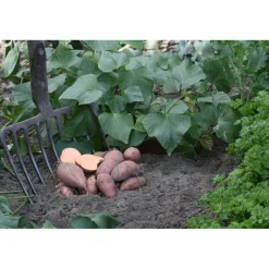 Bio-Kartoffel Süßkartoffel 'Erato' 12 cm Topf