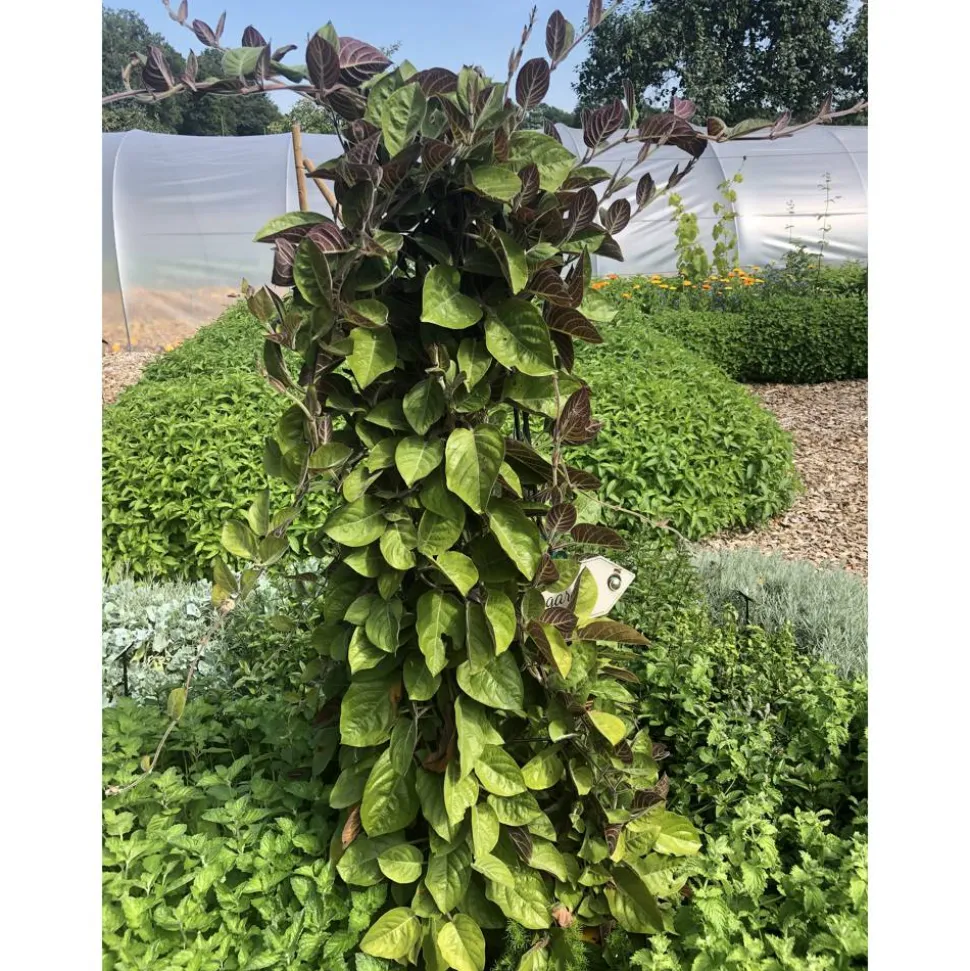 Bio-Käsekraut 12 cm Topf