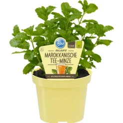 Bio-Marokkanische Teeminze 12 cm Topf