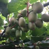 Bio-Mini-Kiwi selbstbefruchtend 12 cm Topf