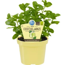 Bio-Minze 'Hugo-Cocktailminze' 12 cm Topf