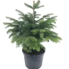 Bio-Nordmanntanne topfgewachsen 30 cm Topf