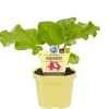 Bio-Rhabarber 12 cm Topf