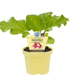 Bio-Rhabarber 12 cm Topf