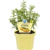Bio-Rosmarin 12 cm Topf