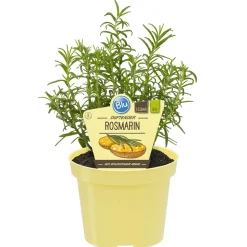 Bio-Rosmarin 12 cm Topf