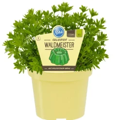 Bio-Waldmeister 12 cm Topf