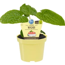 Bio-Wasabi 12 cm Topf