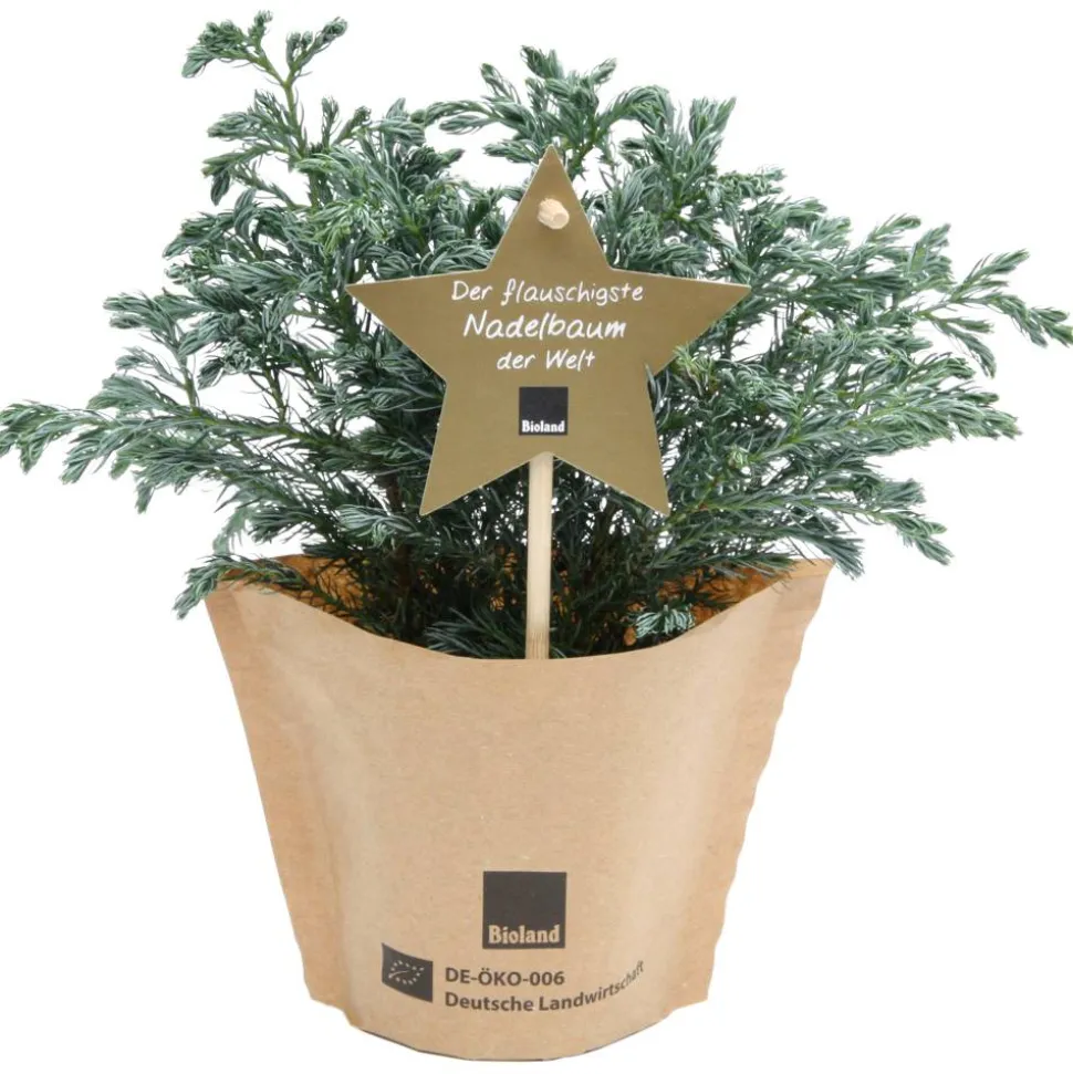 Bio-Weihnachtsblauwichtel 10 cm Topf