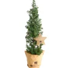 Bio-Weihnachtsbäumchen 'Top-Point' 10 cm Topf