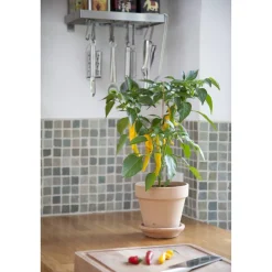 Bio-Zitronen-Chili 'Lemon Drop' 12 cm Topf