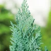 Blaue Kegelzypresse 'Ellwoodii' 17 cm Topf
