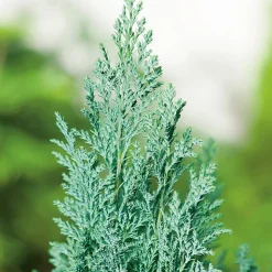 Blaue Kegelzypresse 'Ellwoodii' 17 cm Topf