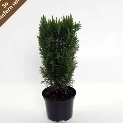 Blaue Kegelzypresse 'Ellwoodii' 17 cm Topf