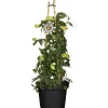 Blaue Passionsblume 14 cm Topf