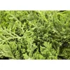 Blauer Teppich-Wacholder 'Glauca', 17 cm Topf