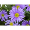 Blaues Gänseblümchen 3er Set, 13 cm Topf