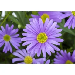 Blaues Gänseblümchen 3er Set, 13 cm Topf