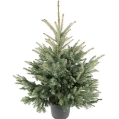 Blaufichte getopft 100-125 cm