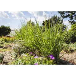 Blauhalm-Gras 'Red October' 19 cm Topf
