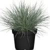 Blauschwingel 9,5 cm Topf