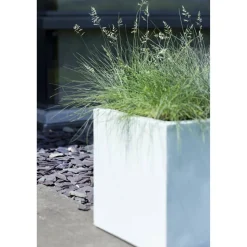 Blauschwingel 'Azurit' 19 cm Topf