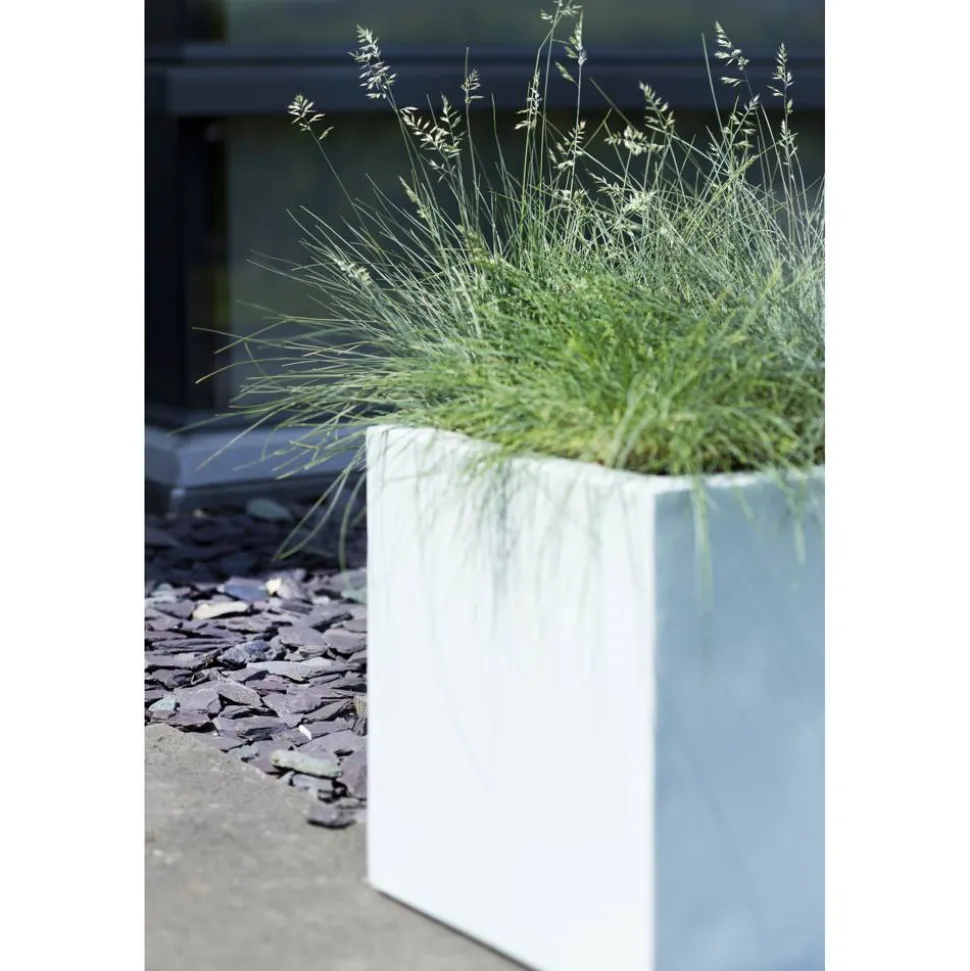 Blauschwingel 'Azurit' 19 cm Topf