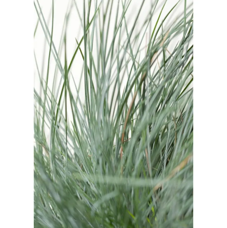 Blauschwingel 'Azurit' 19 cm Topf