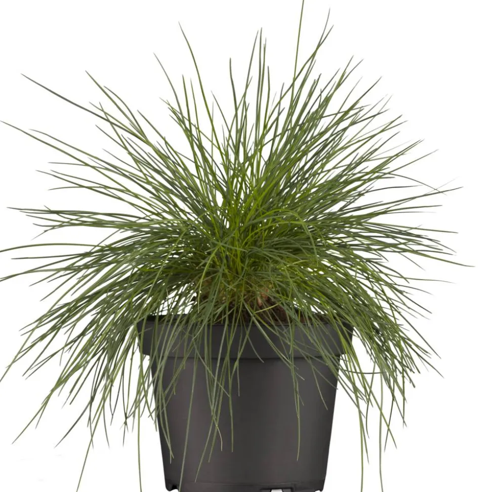 Blauschwingel 'Azurit' 19 cm Topf