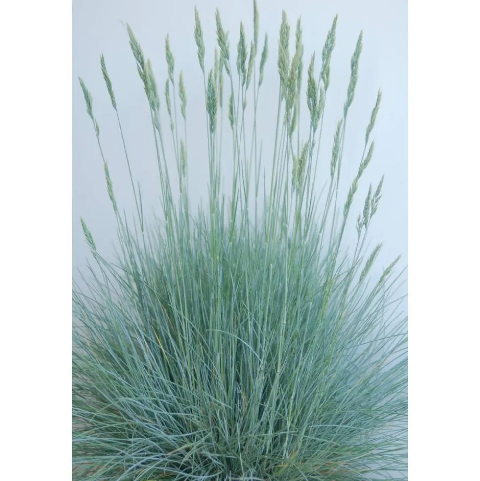 Blauschwingel 'Cool as Ice' 11 cm Topf, 3er-Set