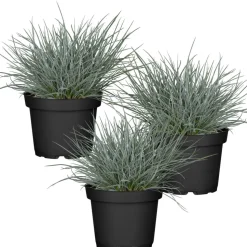 Blauschwingel 'Cool as Ice' 11 cm Topf, 3er-Set