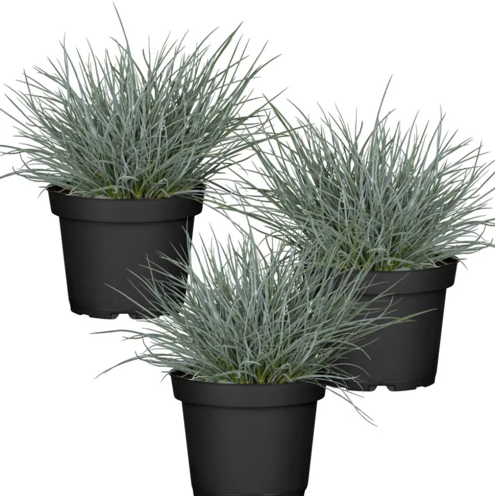 Blauschwingel 'Cool as Ice' 11 cm Topf, 3er-Set