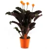 Blühende Korbmarante 14 cm Topf