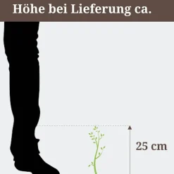 Blühende Korbmarante 14 cm Topf