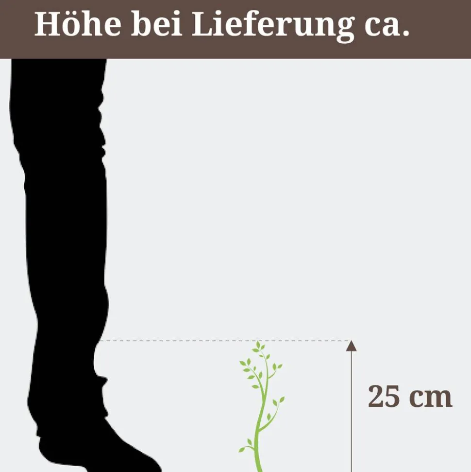 Blühende Korbmarante 14 cm Topf