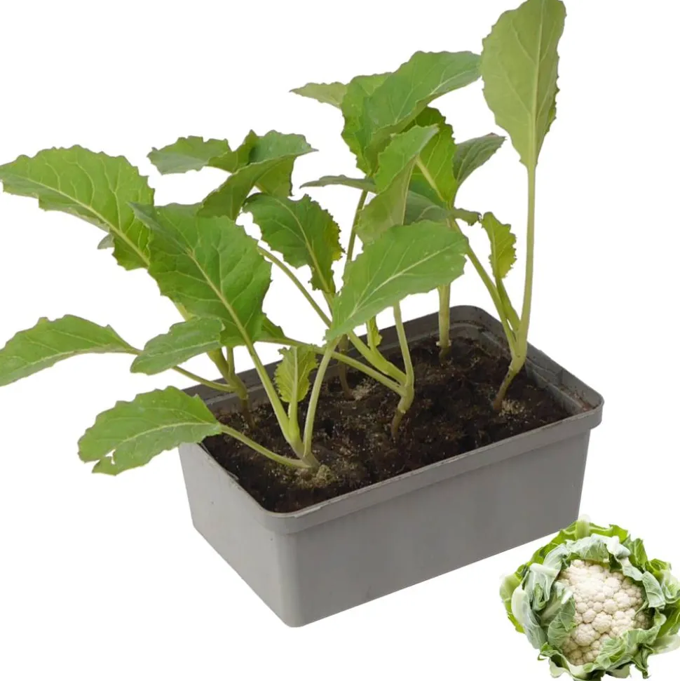 Blumenkohl 6er-Schale