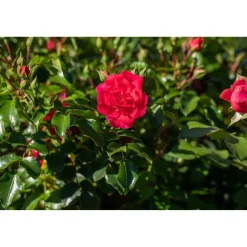 Bodendeckerrosen verschiedene Sorten 13 cm Topf
