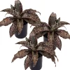 Bogenhanf 'Star Canyon Granite' 9 cm Topf, 3er-Set
