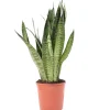 Bogenhanf verschiedene Sorten 14 cm Topf