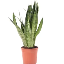 Bogenhanf verschiedene Sorten 14 cm Topf