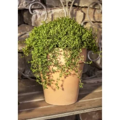 Bohnenkraut, 14 cm Topf