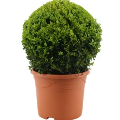 Buchsbaum-Kugel Ø 28 cm, 21 cm Topf