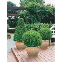 Buchsbaum-Pyramide 70 cm, 23 cm Topf