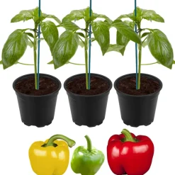 Bunte Paprika-Mischung 'Bontempi' & 'Beluga®' 11 cm Topf, 3er-Set