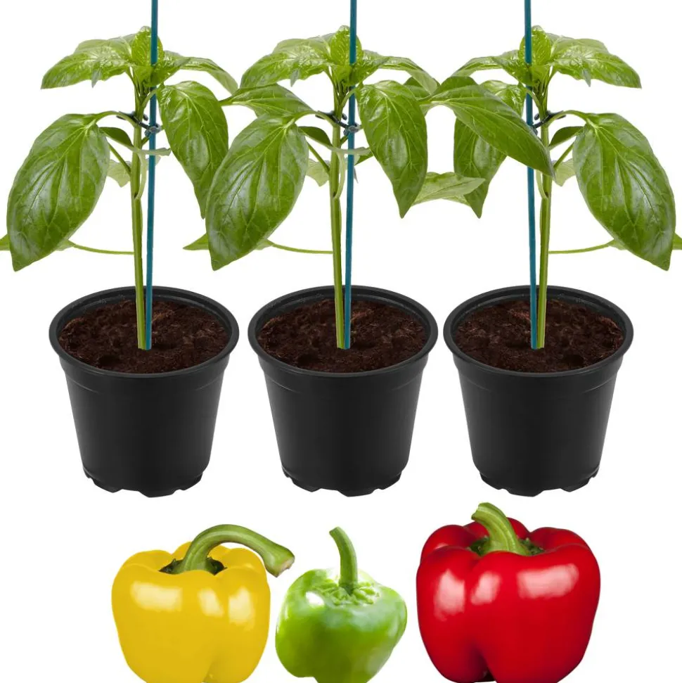 Bunte Paprika-Mischung 'Bontempi' & 'Beluga®' 11 cm Topf, 3er-Set