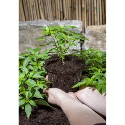 Bunte Paprika-Mischung 'Bontempi' & 'Beluga®' 11 cm Topf, 3er-Set